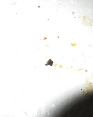 Inspekce uzavřela restauraci v Karlových Varech. Uvnitř našla exkrementy a plesnivé zdi