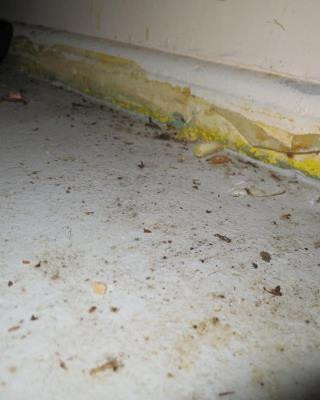 Inspekce uzavřela restauraci v Karlových Varech. Uvnitř našla exkrementy a plesnivé zdi