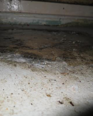 Inspekce uzavřela restauraci v Karlových Varech. Uvnitř našla exkrementy a plesnivé zdi