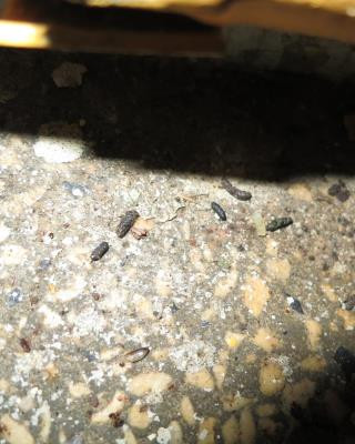 Inspekce uzavřela restauraci v Karlových Varech. Uvnitř našla exkrementy a plesnivé zdi