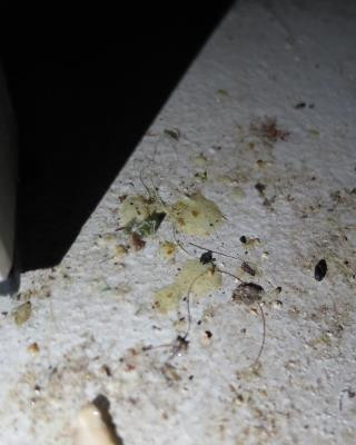 Inspekce uzavřela restauraci v Karlových Varech. Uvnitř našla exkrementy a plesnivé zdi