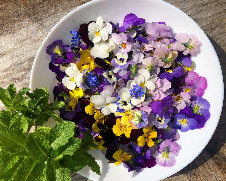 FOTOGALERIE: Šumavská skleněnka