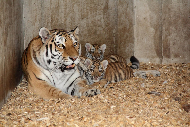 Ošetřovatelé jim budou otevírat venkovní výběh denně od 8.30 do 14 hodin.