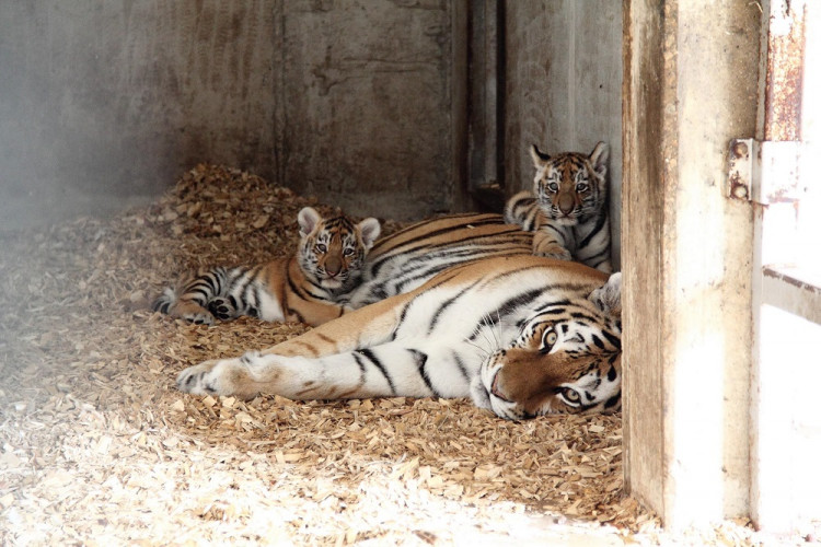 Tygřata přišla na svět začátkem července.