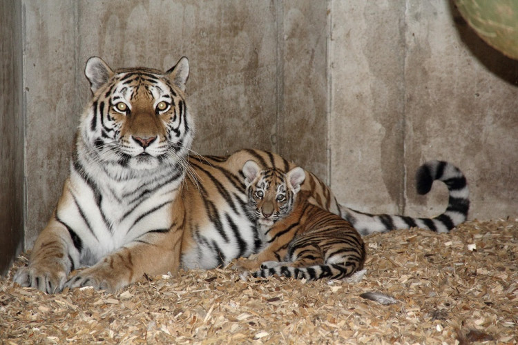 Tygřata přišla na svět začátkem července.
