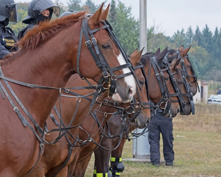FOTOGALERIE: Společný výcvik českých a německých policistů