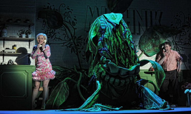 Howard Ashman: Kvítek z Horroru, foto Tino Kratochvíl