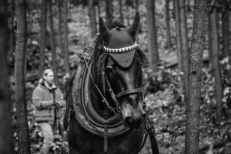 Veronika Králová a kůň Kuba