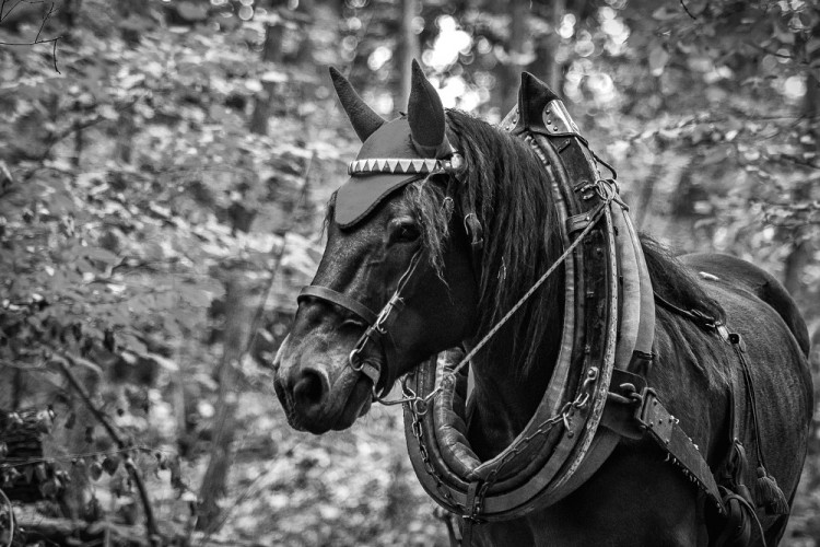 Veronika Králová a kůň Kuba