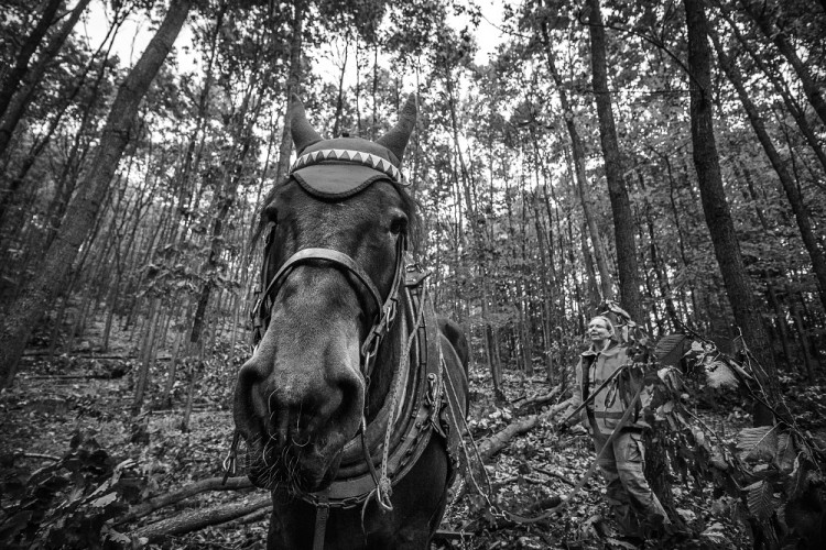 Veronika Králová a kůň Kuba