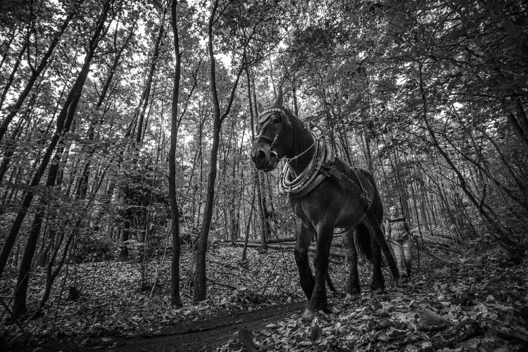 Veronika Králová a kůň Kuba