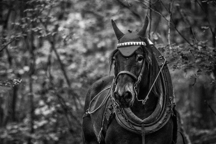 Veronika Králová a kůň Kuba