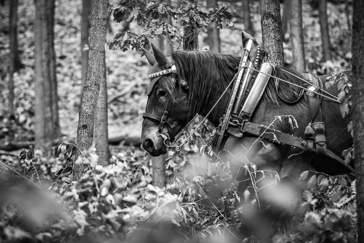 Veronika Králová a kůň Kuba