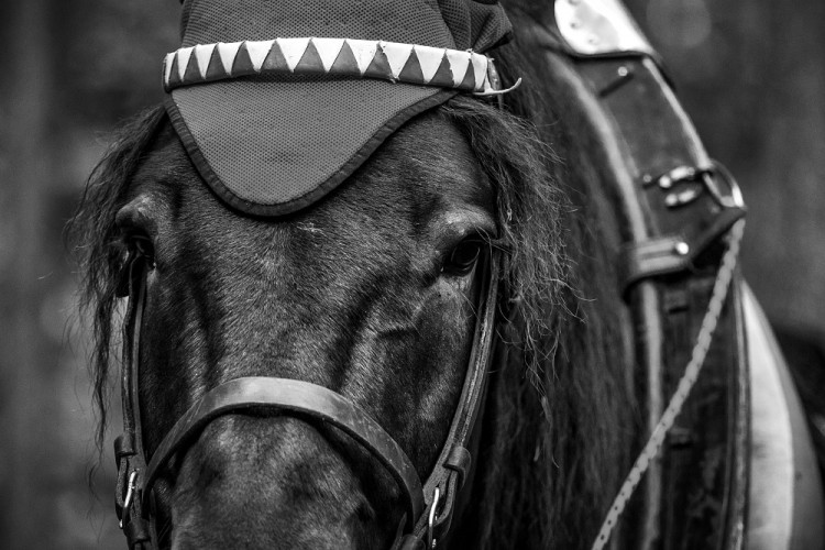 Veronika Králová a kůň Kuba