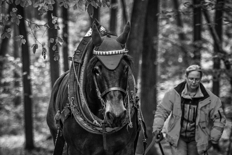 Veronika Králová a kůň Kuba