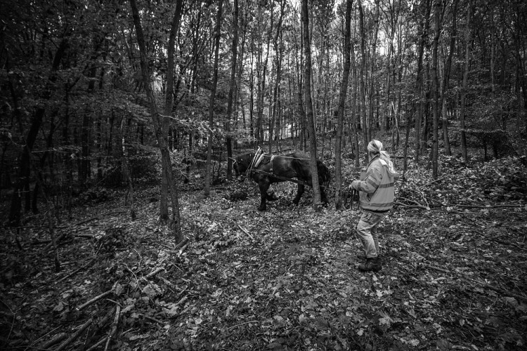 Veronika Králová a kůň Kuba