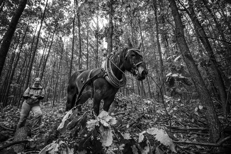 Veronika Králová a kůň Kuba