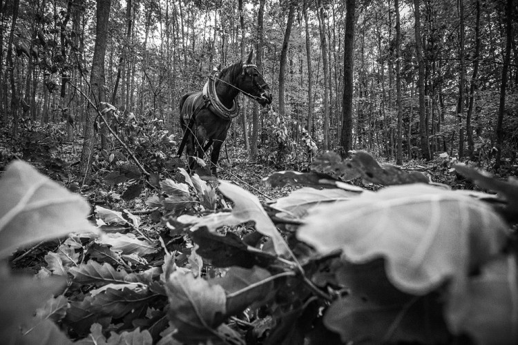 Veronika Králová a kůň Kuba