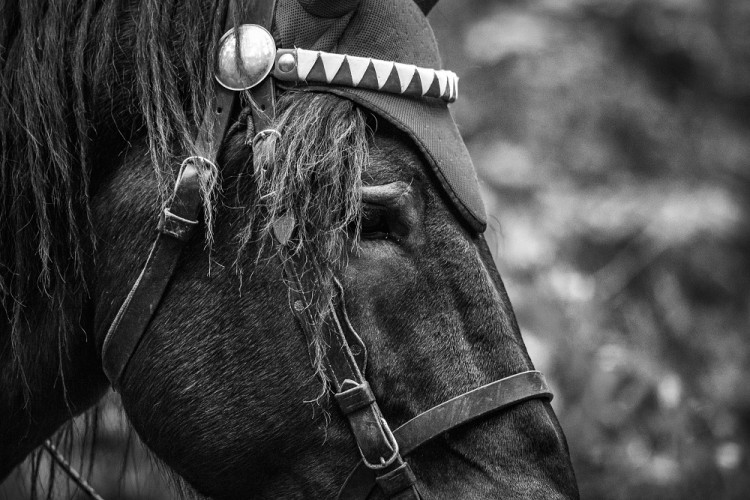 Veronika Králová a kůň Kuba