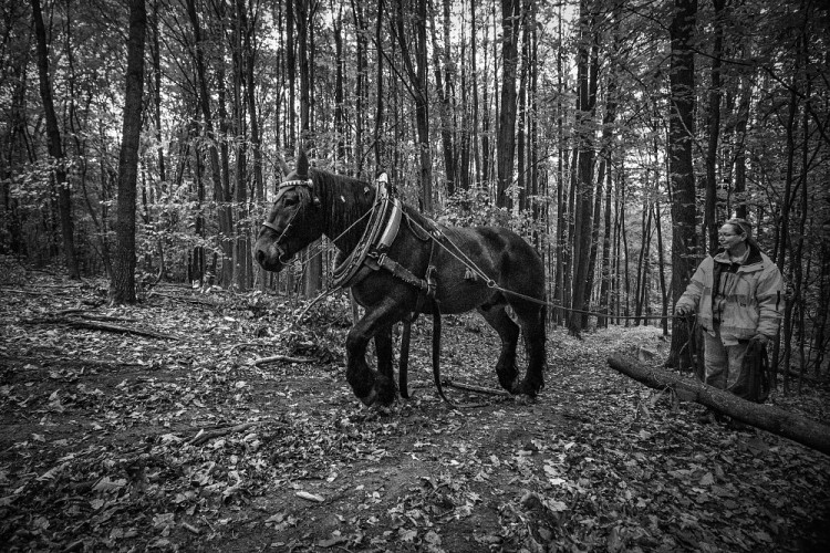Veronika Králová a kůň Kuba