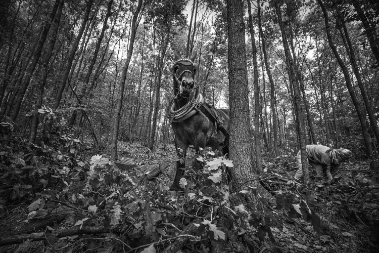 GALERIE: Veronika Králová a její kůň Kuba