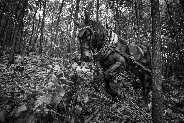 GALERIE: Veronika Králová a její kůň Kuba