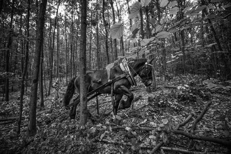 GALERIE: Veronika Králová a její kůň Kuba