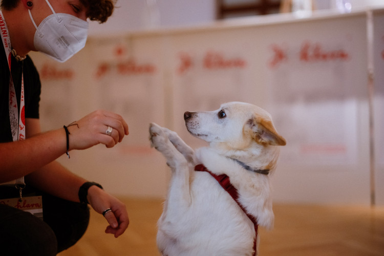 Mezinárodní festival dokumentárních filmů Ji.hlava 2021