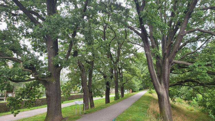 Dubová alej u Velkého boleveckého rybníka, foto:  Jiří Valenta