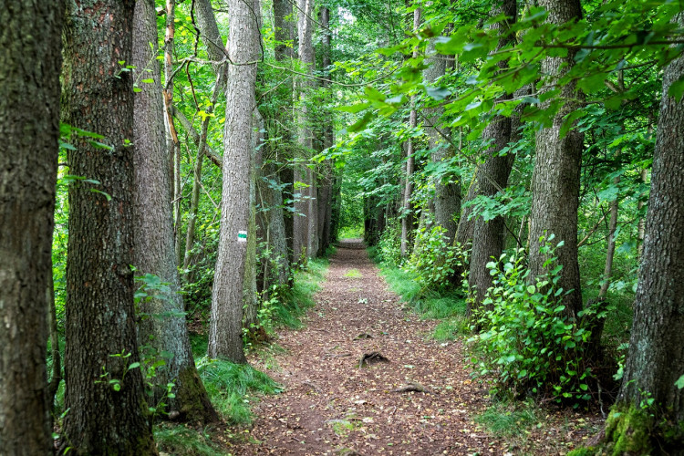 Knížecí alej Tachov, foto: Šimon Rogl