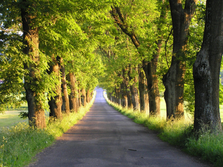 Alej Edvarda Beneše mezi Hlavňovicemi a Přestanicemi, foto: Lukáš Antoš