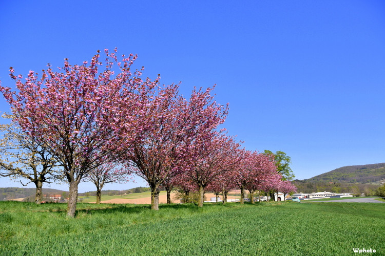 Alej mládí u Chudenic, foto: Vladimíra Votrubová
