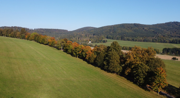Kdyňská lipová alej na cestě k zřícenině Nový Herštejn, foto: Ivana Janoušková