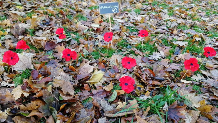 Pole vlčích máků v Liberci