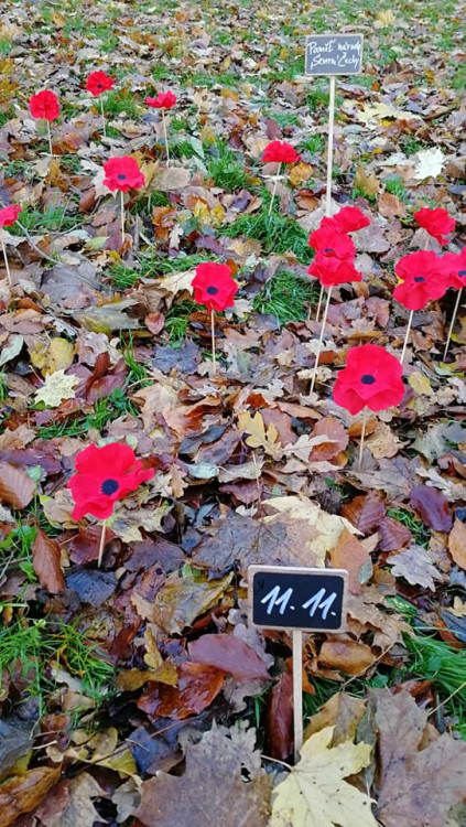 Pole vlčích máků v Liberci