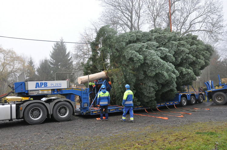 FOTOGALERIE: Vánoční strom pro Plzeň 2021