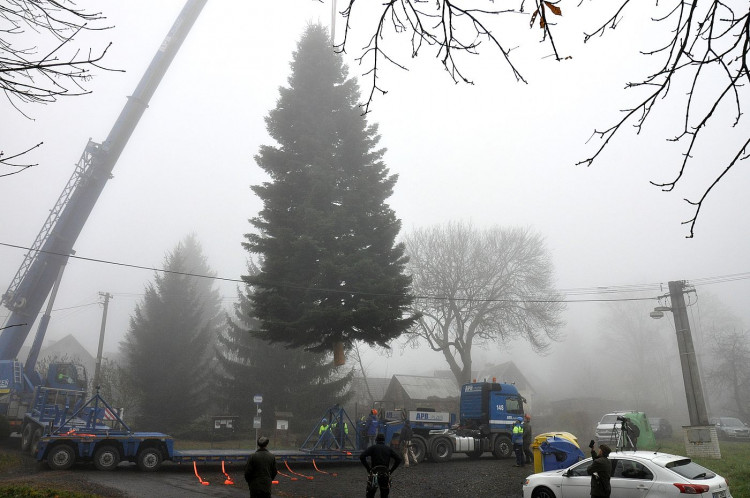 FOTOGALERIE: Vánoční strom pro Plzeň 2021