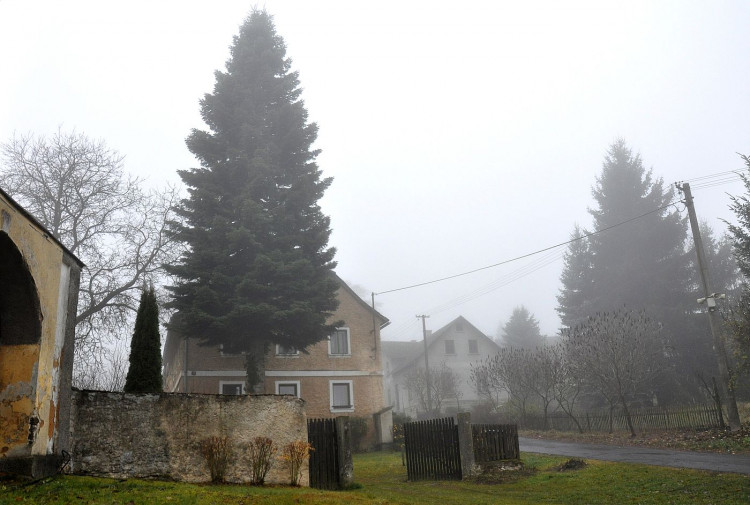 FOTOGALERIE: Vánoční strom pro Plzeň 2021