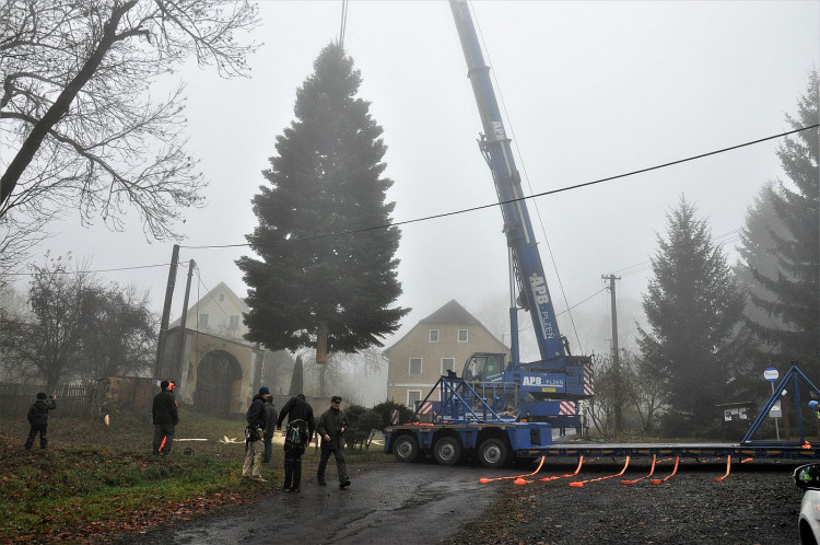 FOTOGALERIE: Vánoční strom pro Plzeň 2021