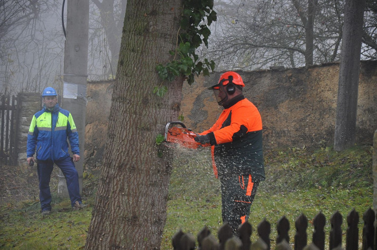 FOTOGALERIE: Vánoční strom pro Plzeň 2021