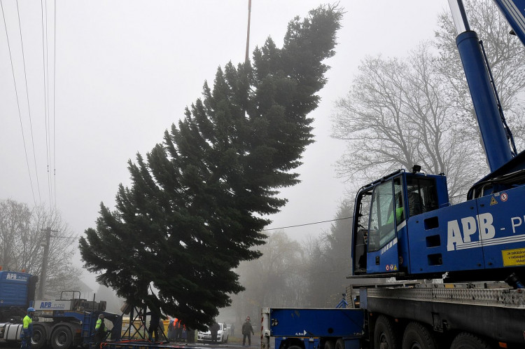 FOTOGALERIE: Vánoční strom pro Plzeň 2021