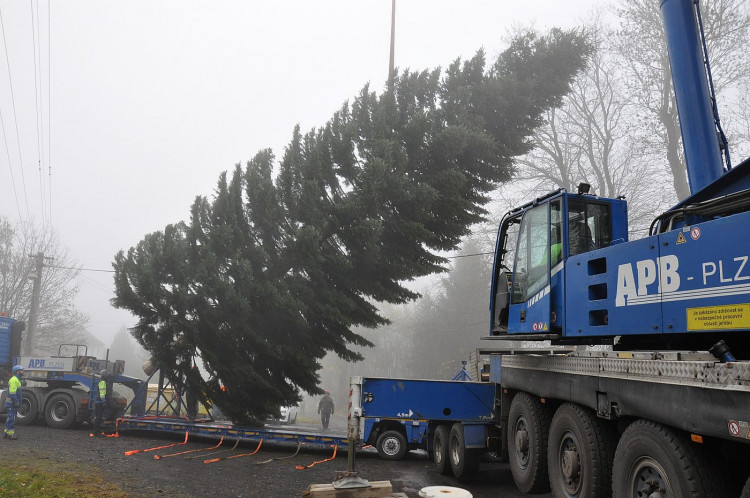 FOTOGALERIE: Vánoční strom pro Plzeň 2021