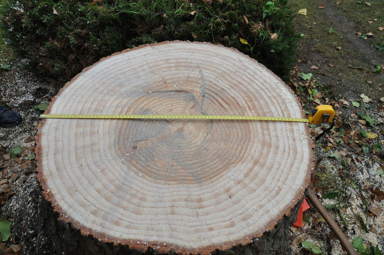 FOTOGALERIE: Vánoční strom pro Plzeň 2021