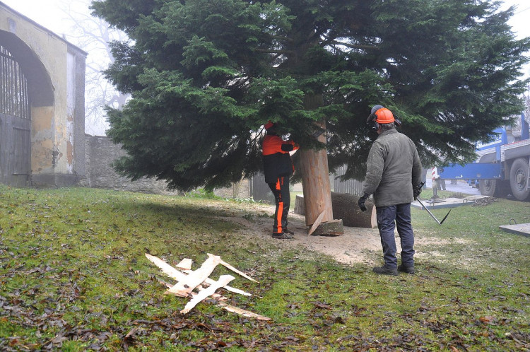 FOTOGALERIE: Vánoční strom pro Plzeň 2021