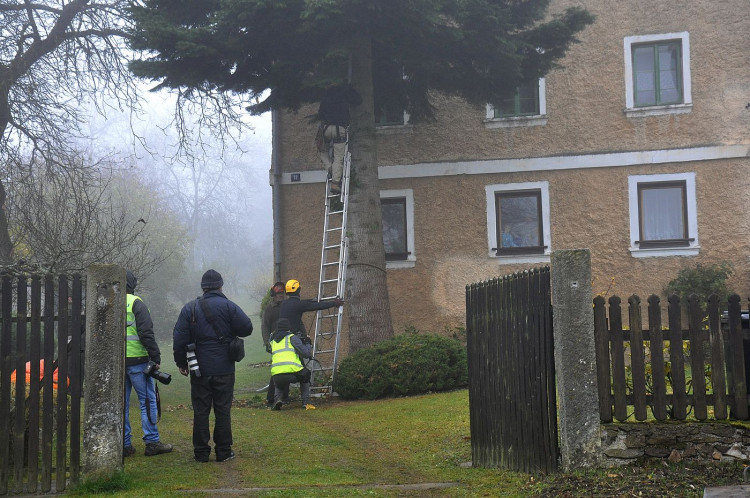 FOTOGALERIE: Vánoční strom pro Plzeň 2021