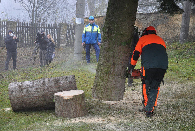 FOTOGALERIE: Vánoční strom pro Plzeň 2021