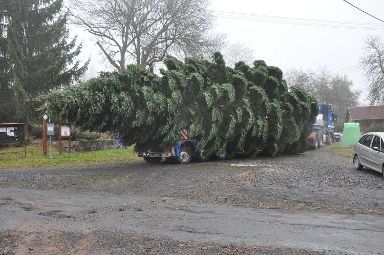 FOTOGALERIE: Vánoční strom pro Plzeň 2021