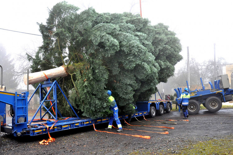 FOTOGALERIE: Vánoční strom pro Plzeň 2021
