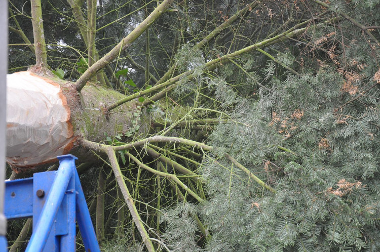 FOTOGALERIE: Vánoční strom pro Plzeň 2021