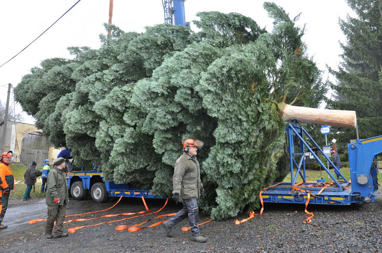 FOTOGALERIE: Vánoční strom pro Plzeň 2021
